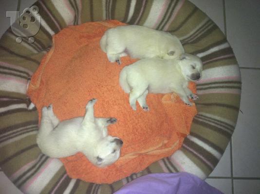 PoulaTo: spitz mini 200euro